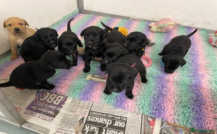 Labrador Retriever dogs - Advert 10