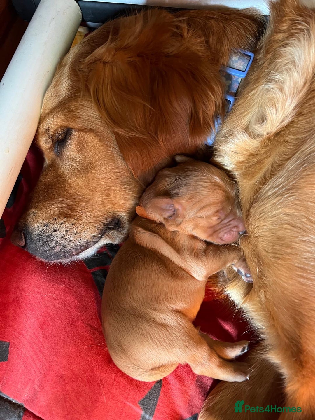 Golden Retriever dogs for sale: 2 beautiful golden retriever boys available. - Image 8