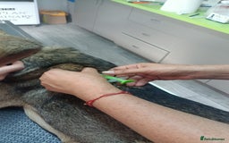 Mixed Breed dogs for adoption: 🐺 WOLFIE – A Brave Soul Ready for a New Life 🖤 - Advert 24