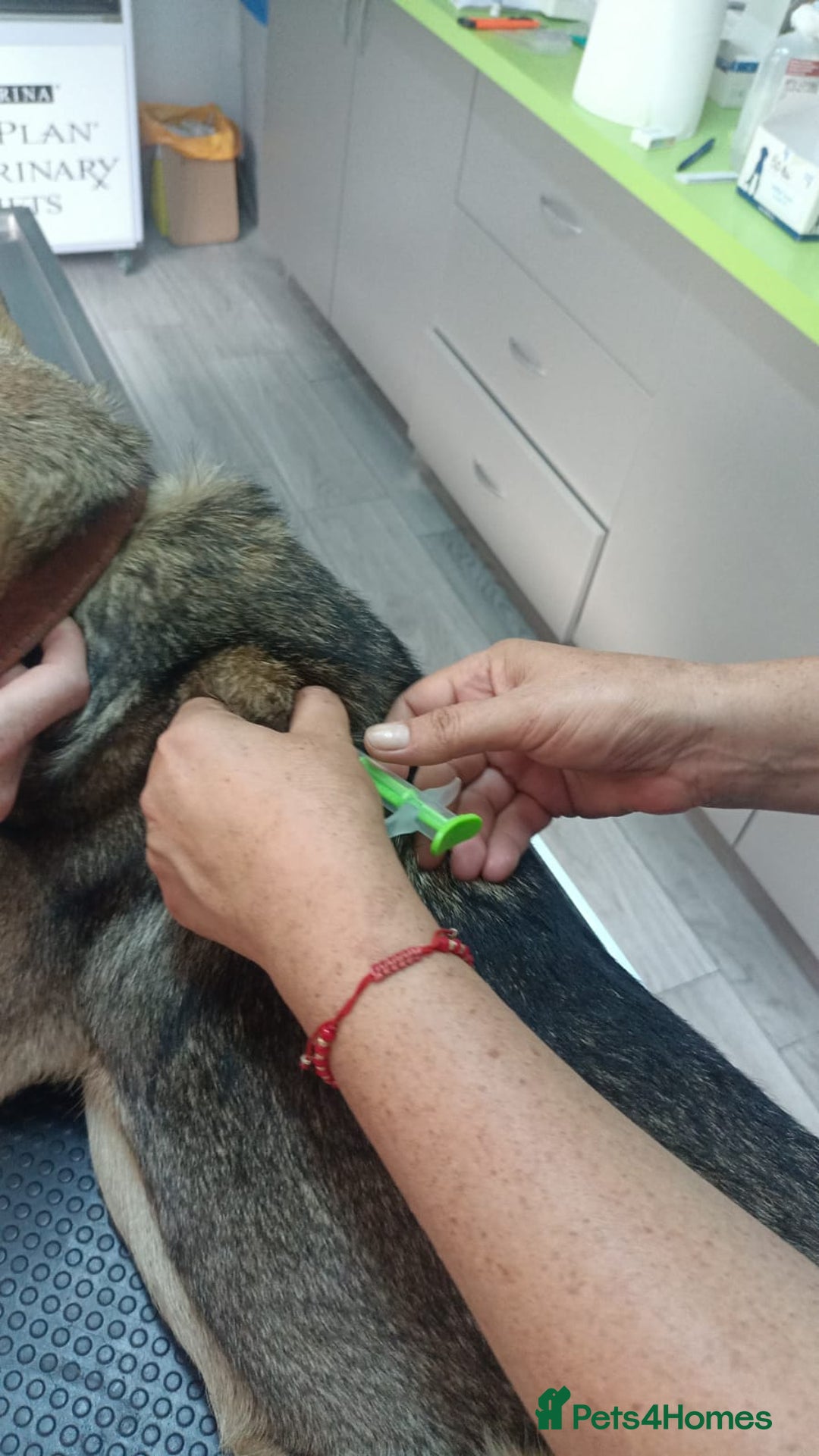 Mixed Breed dogs for adoption: 🐺 WOLFIE – A Brave Soul Ready for a New Life 🖤 - Advert 24