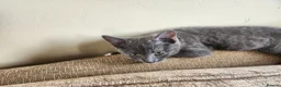 Mixed Breed cats for sale: 3 Beautiful Kittens for sale - Advert 3