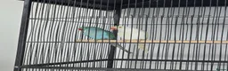 Conures birds for sale: Baby Ringnecks  - Advert 2