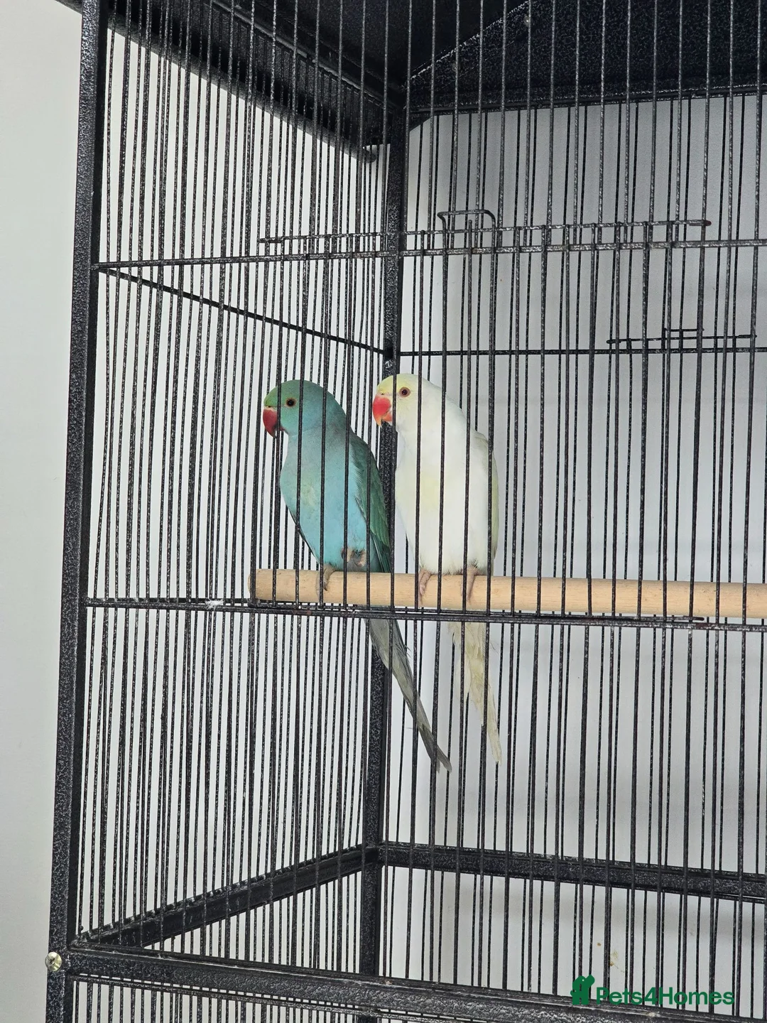 Conures birds for sale: Baby Ringnecks  - Advert 2