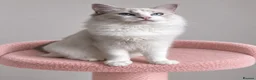 Ragdoll cats for sale: Beautiful TICA Registered Ragdoll Kittens - Advert 30