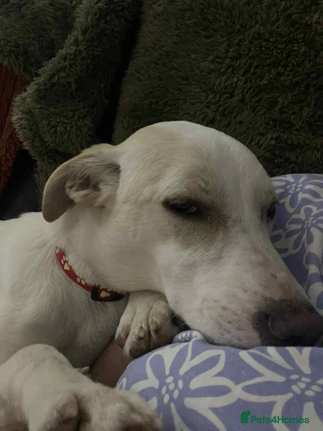 Mixed Breed dogs for adoption: Miss Archer is looking for her forever home  - Advert 1