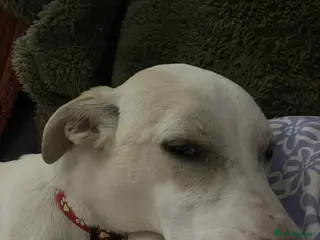 Mixed Breed dogs Miss Archer is looking for her forever home - Advert 1