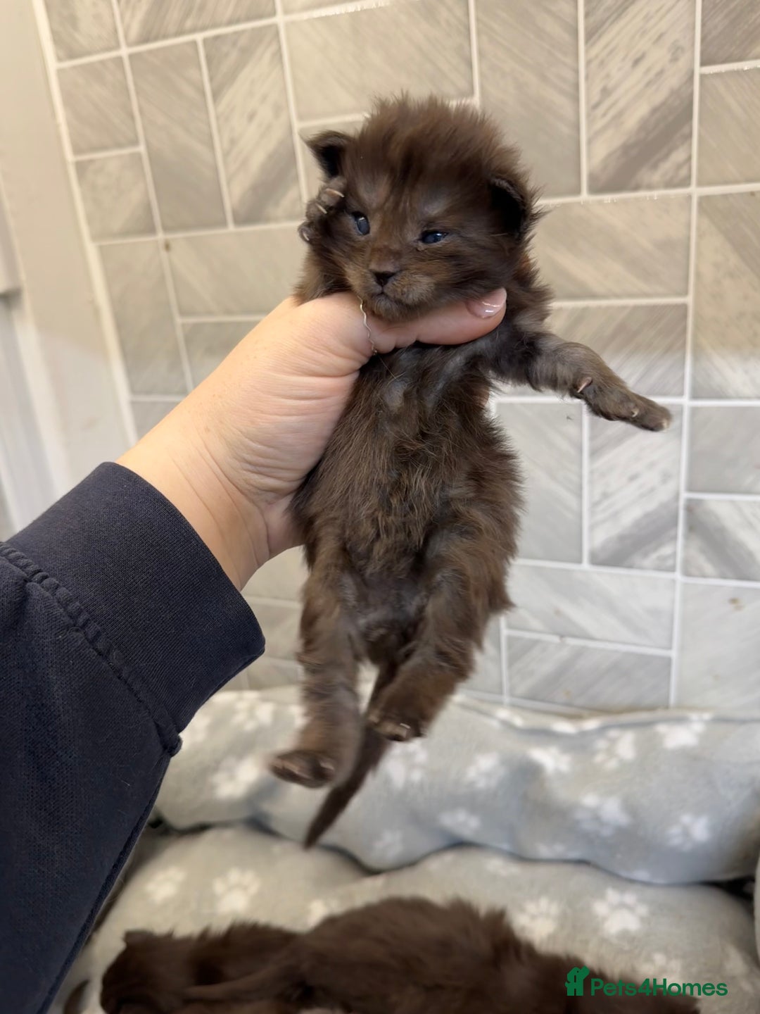 Maine Coon cats for sale: Black Smoke & Blue Smoke Maine Coon Kittens - Advert 14