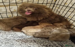 Pomeranian dogs for sale: Kc registered teddy bear pomeranians - Image 14