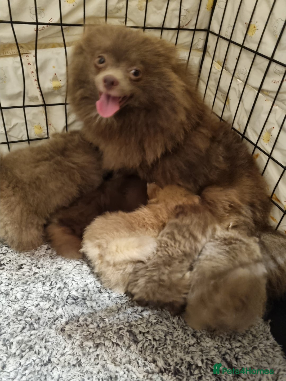 Pomeranian dogs for sale: Kc registered teddy bear pomeranians - Image 14