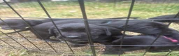 Mixed Breed dogs for sale: Springador pups - Advert 6
