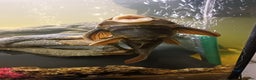 Plecos fish for sale: 10inch rusty pleco  - Advert 1