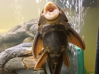 Plecos fish 10inch rusty pleco - Advert 2