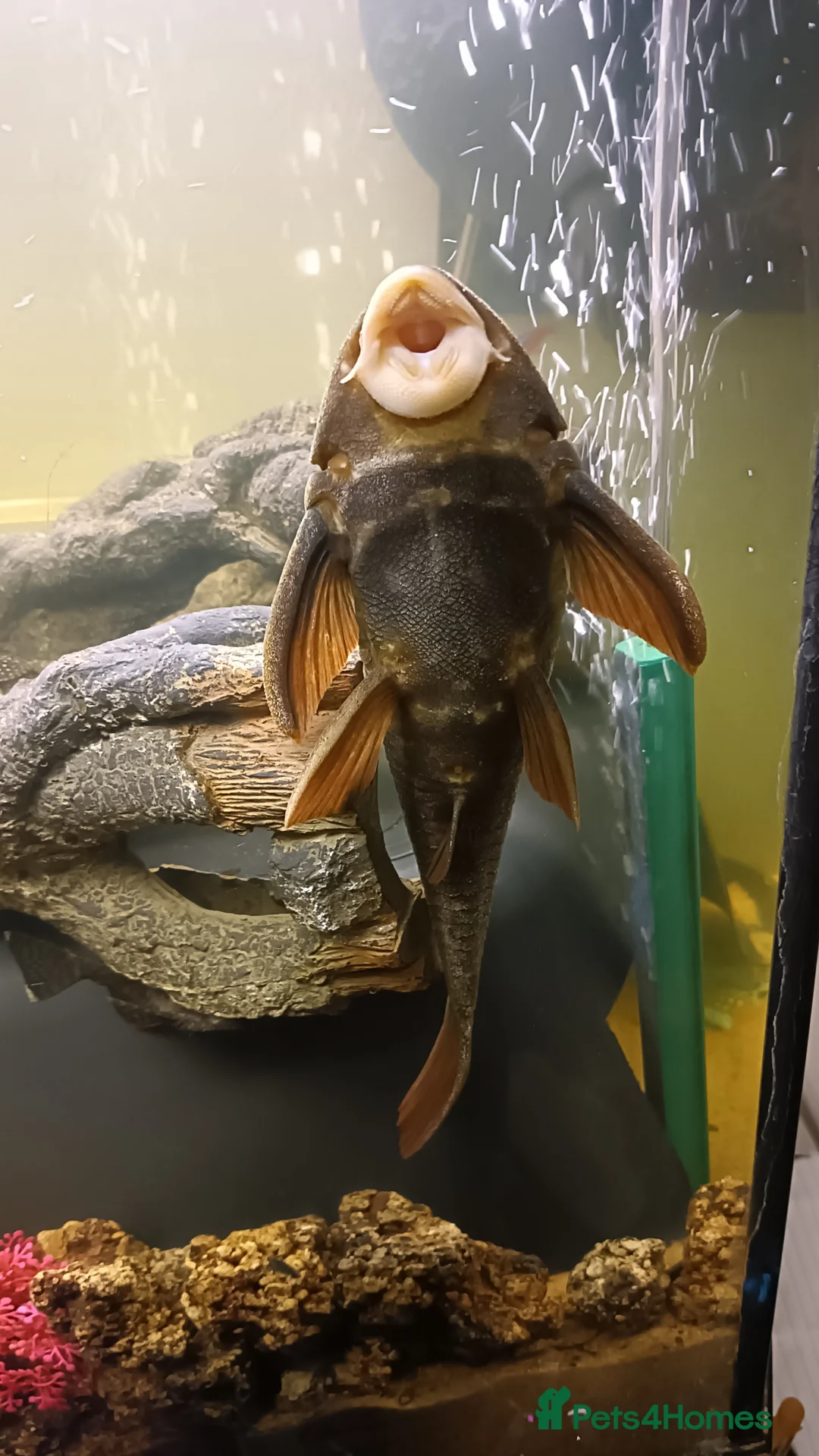 Plecos fish for sale: 10inch rusty pleco  - Advert 1