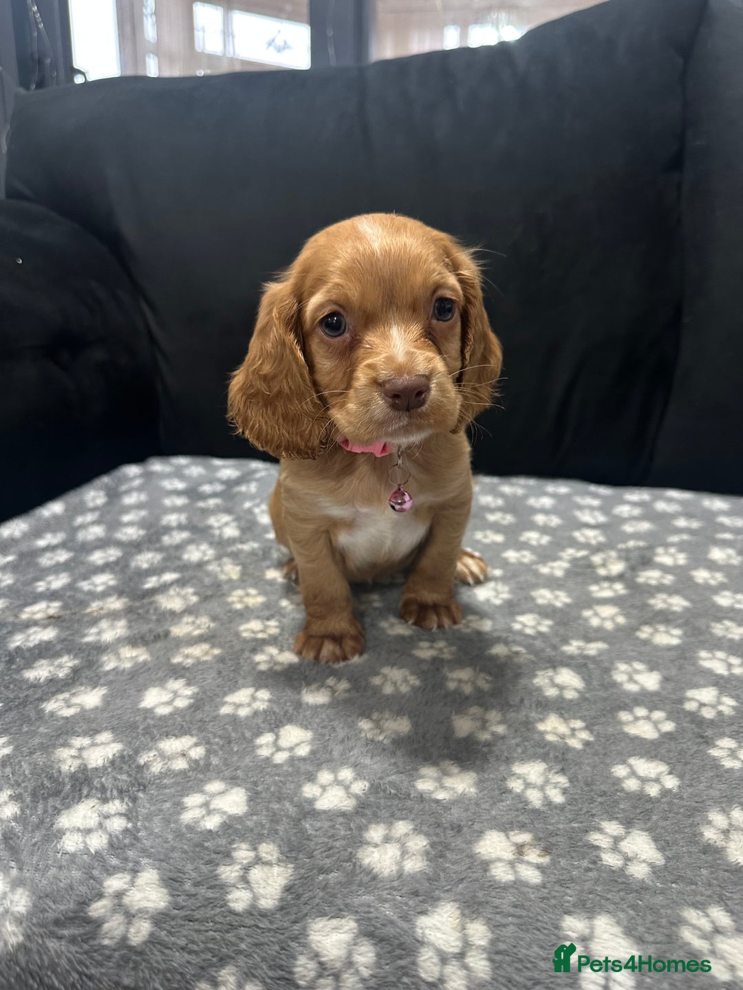 Cocker Spaniel dogs for sale: 3 beautiful cocker spaniel puppies left  - Advert 25