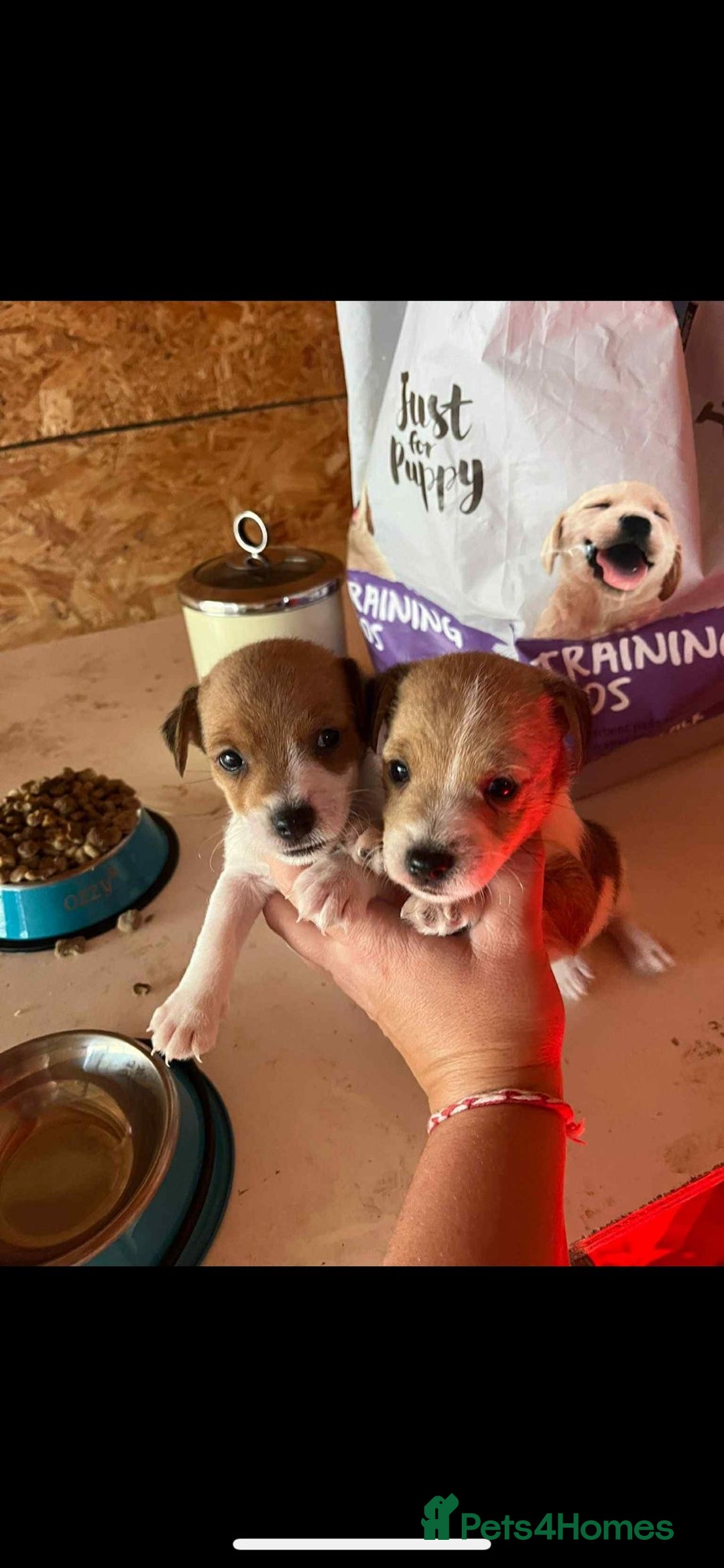 Jack Russell dogs for sale: Beautiful traditional jackrussel Pups - Image 2