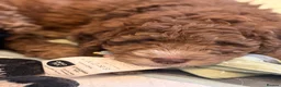 Bernedoodle dogs for sale: Beautiful Bernidoodles - Advert 7