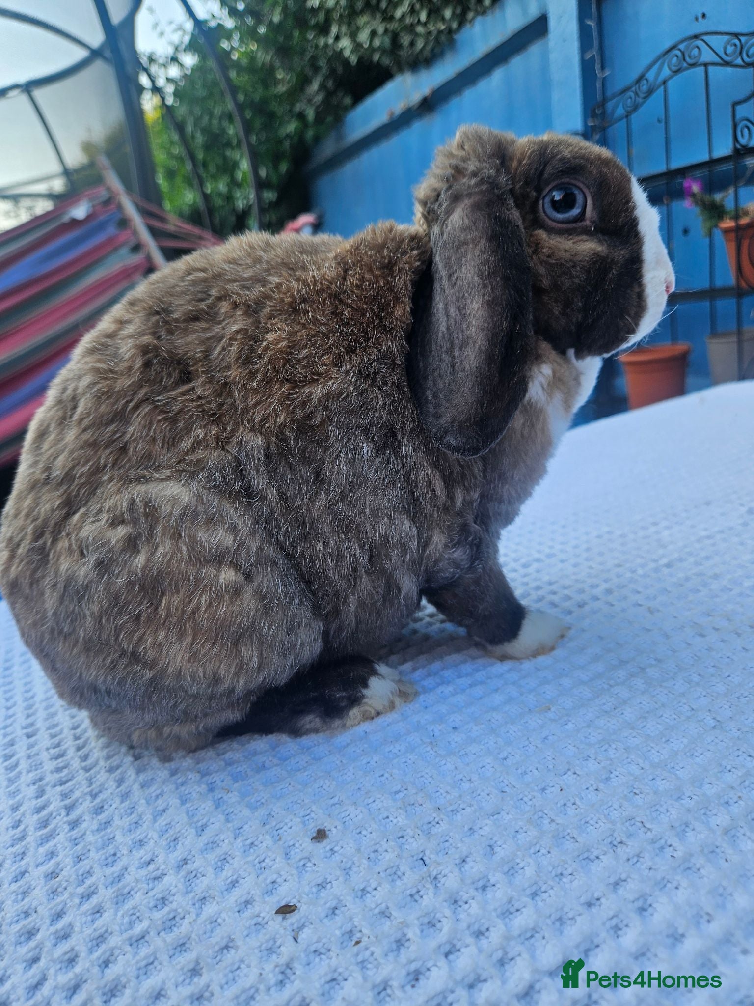 Mini Lop rabbits 12 weeks Purebred Mini Plush Lops- Suffolk - Advert 2