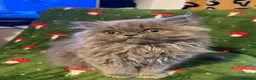 Persian cats for sale: Persian kittens - Advert 16