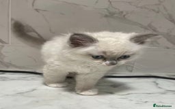 Ragdoll cats for sale: 💛💛💛Ragdolls💛💛💛 - Image 11