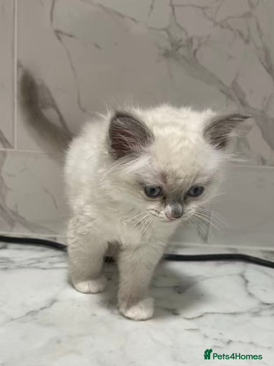 Ragdoll cats for sale: 💛💛💛Ragdolls💛💛💛 - Image 11
