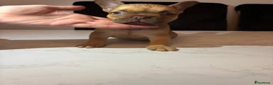 French Bulldog Puppy 2
