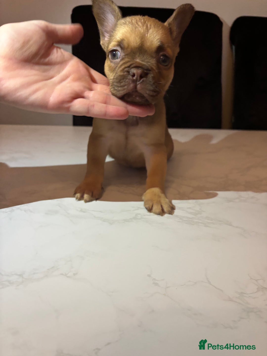 French Bulldog dogs for sale: French bulldog females  - Image 4