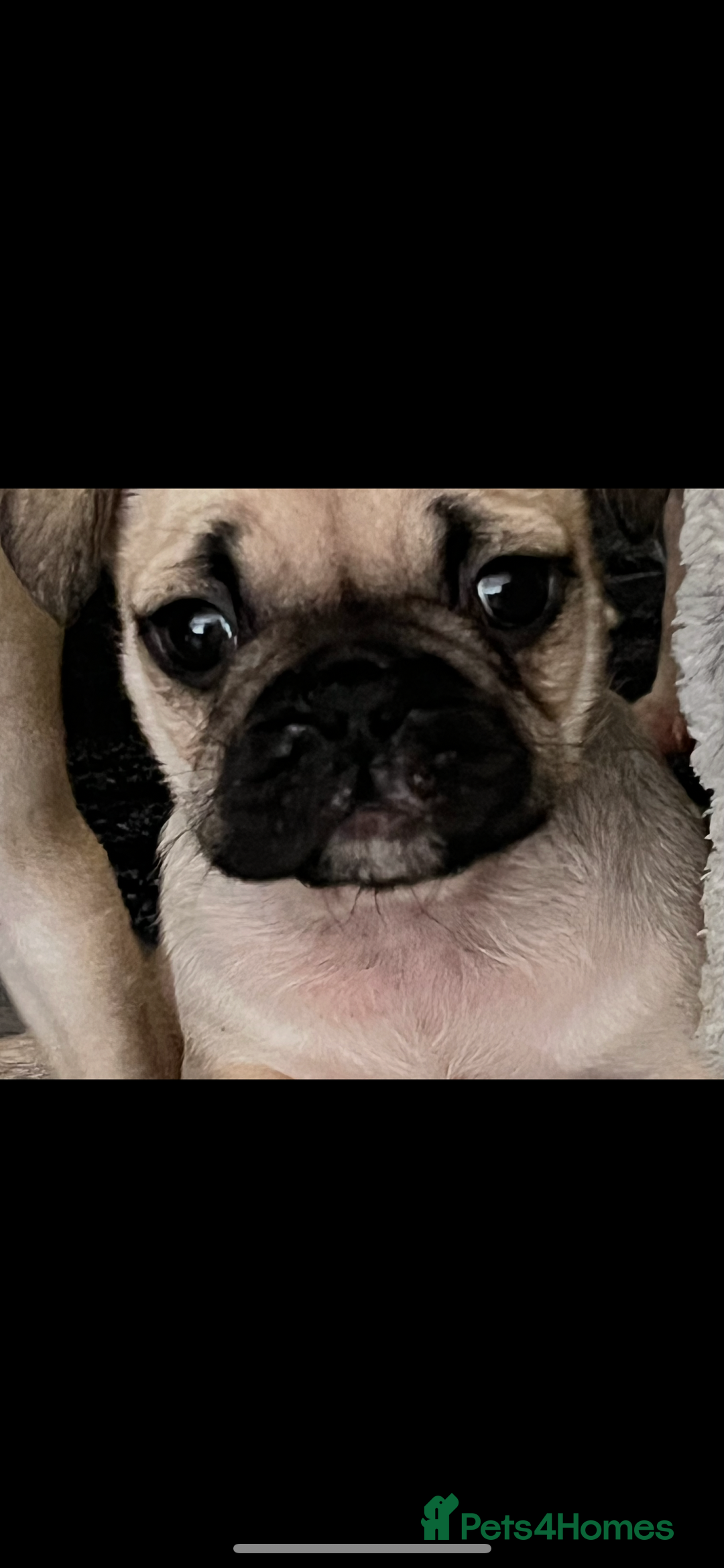 Frug dogs for sale: Pug puppies  - Advert 12