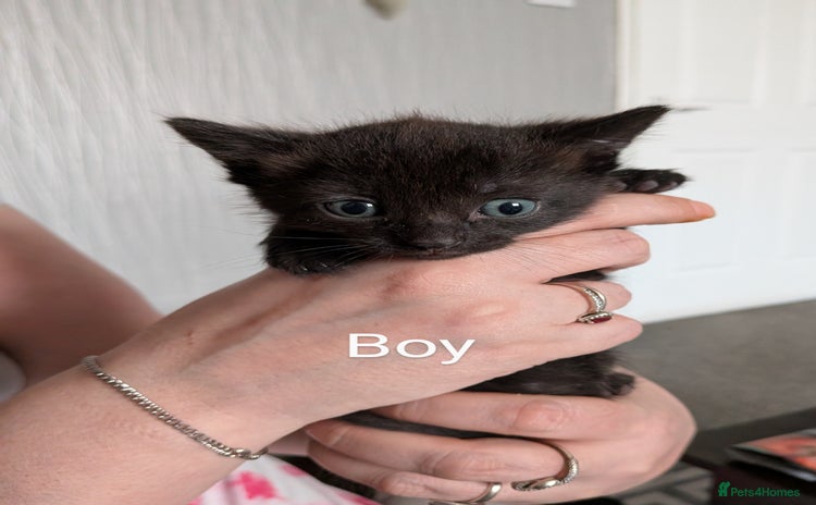 Mixed Breed cats - Advert 1