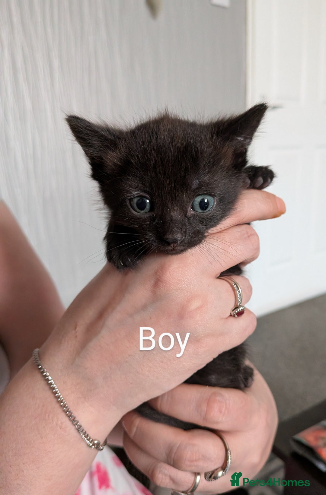 Mixed Breed cats for sale: Beautiful kittens  - Image 1