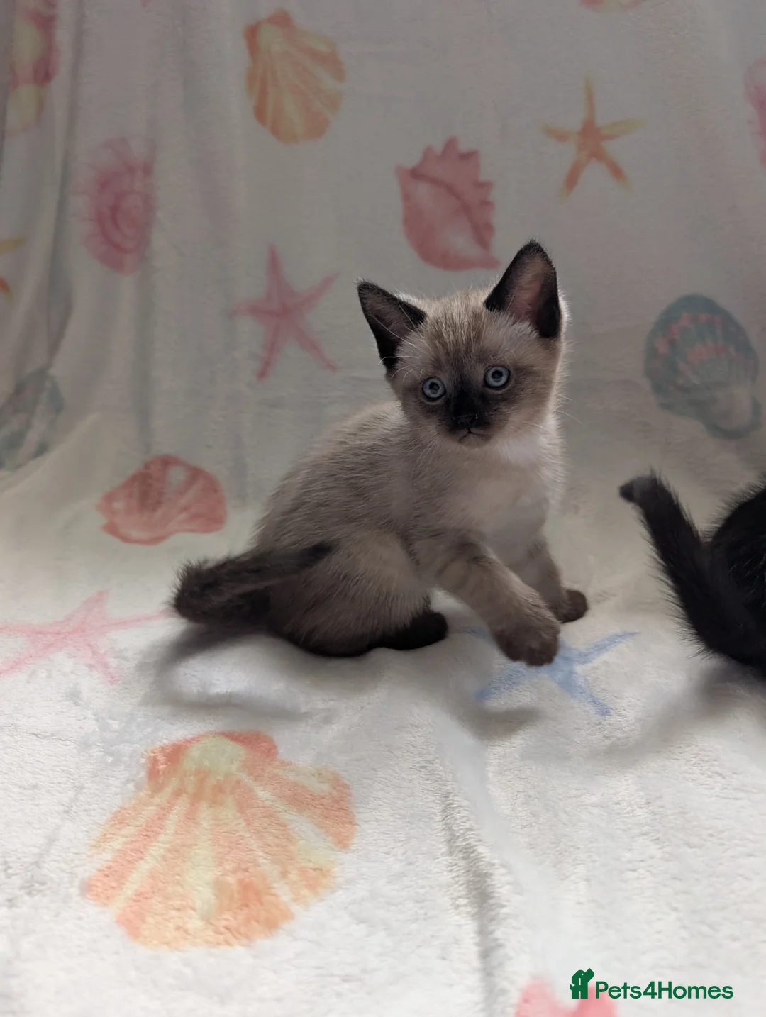 Domestic Shorthair cats for sale: stunning colourpoint kitten - Advert 2