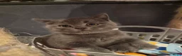 British Shorthair cats for sale: 6 Beautiful BSH Kittens - Advert 11