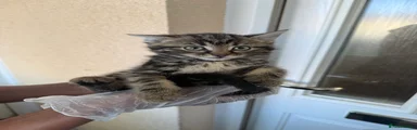 Brown Tabby Female 