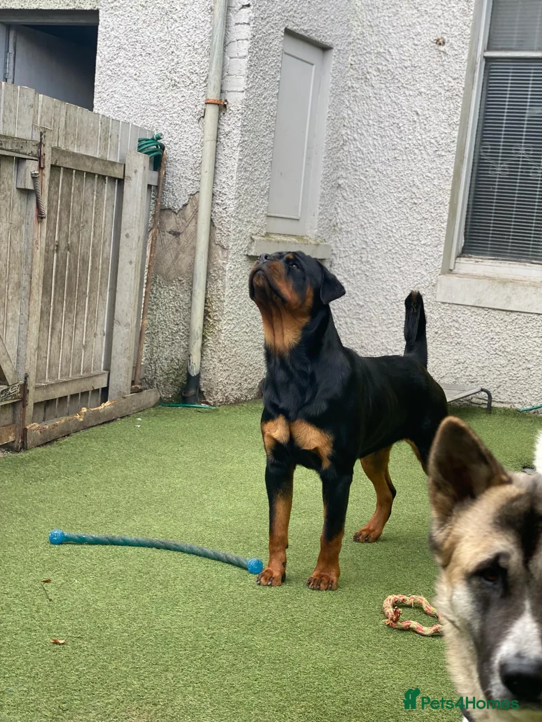 Rottweiler dogs for stud: CH Kayshillblue Zeus of Lorayla JW  in Motherwell - Advert 12
