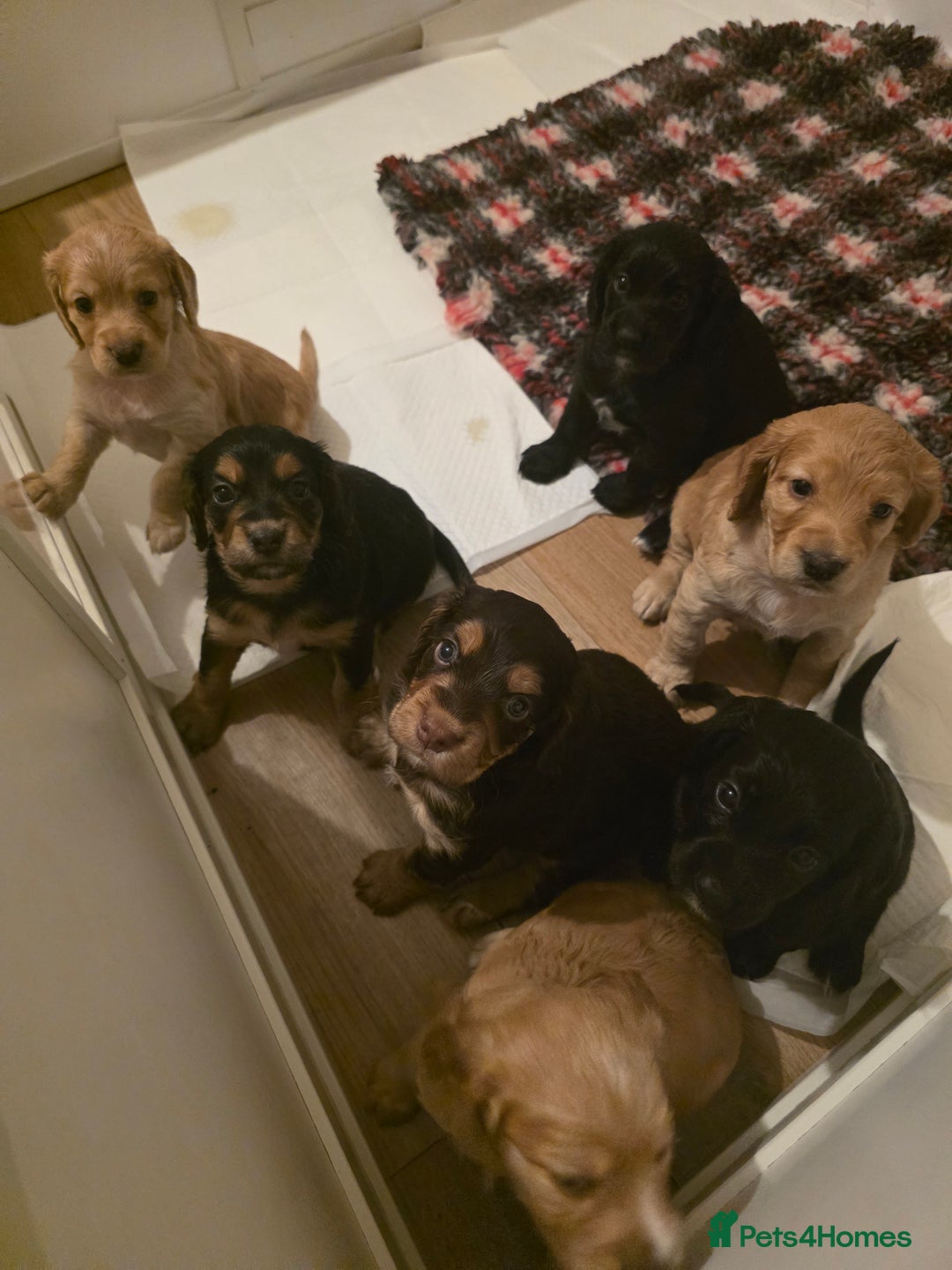 Cocker Spaniel dogs for sale: Working Cocker Spaniel Puppies - Image 8