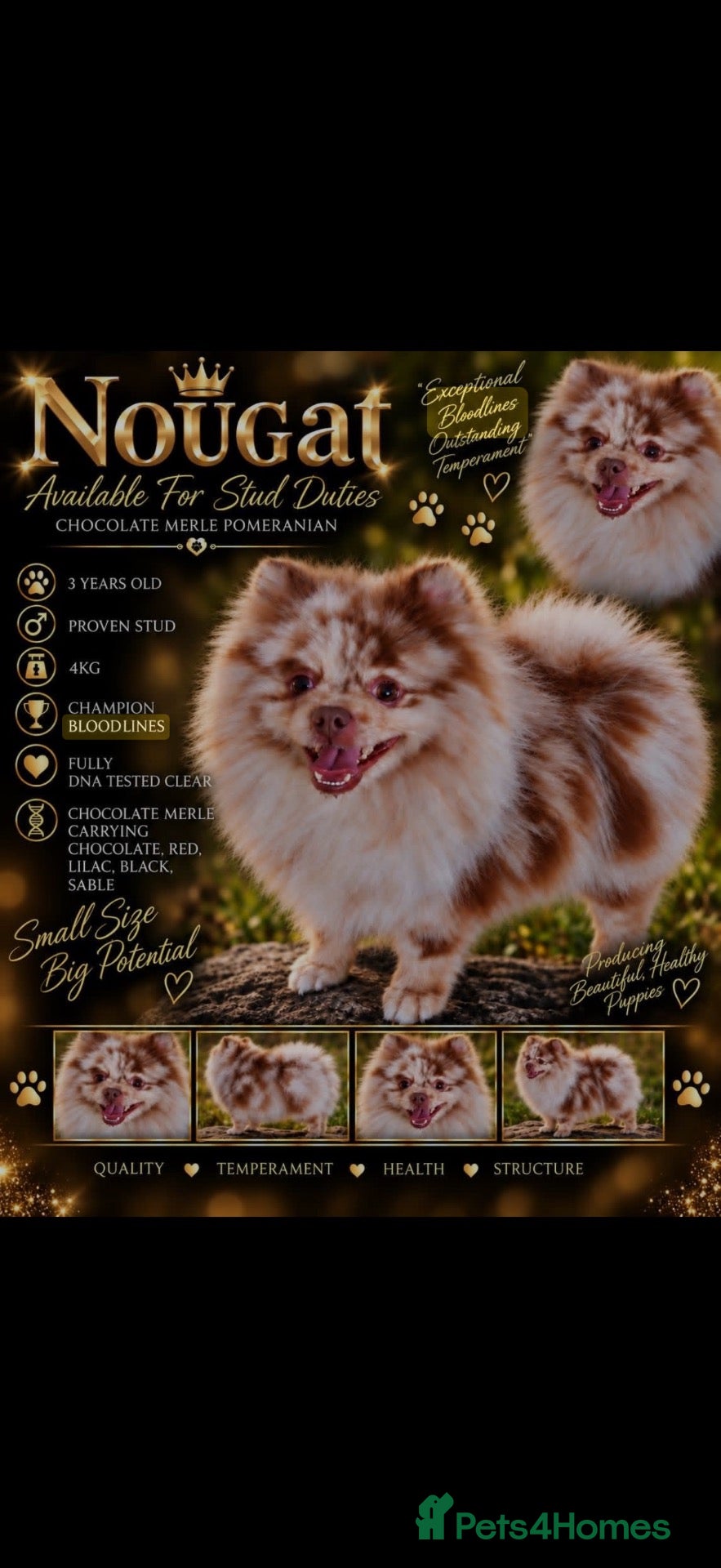 Pomeranian dogs for sale:  **  Pomeranian puppies Merle and lilac carriers - Advert 5