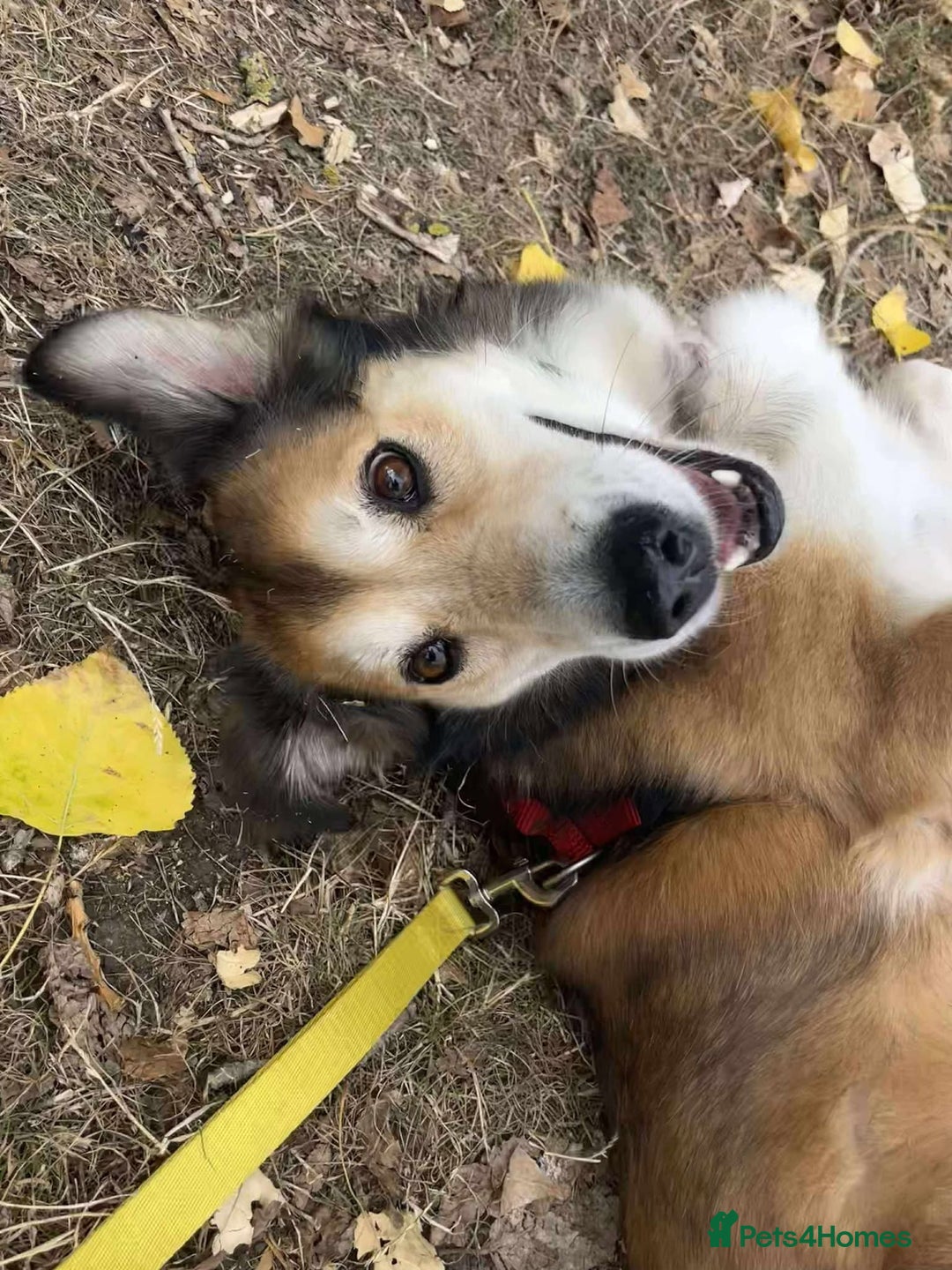 Mixed Breed dogs for adoption: Jewel is looking for her forever family! - Image 5