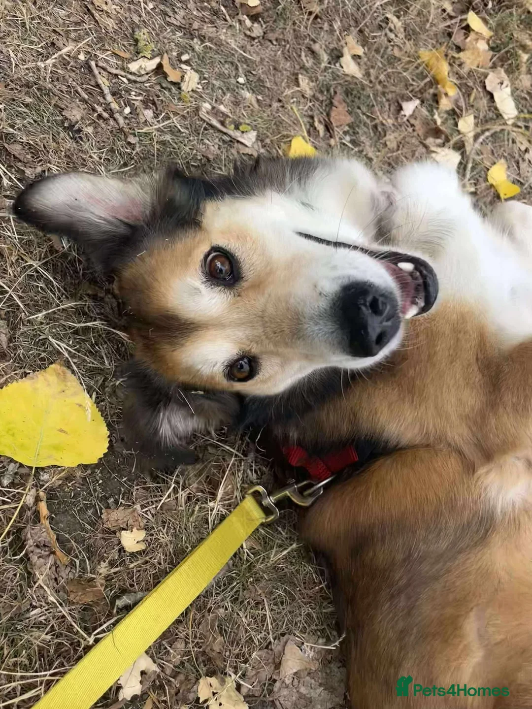 Mixed Breed dogs for adoption: Jewel is looking for her forever family! - Advert 6