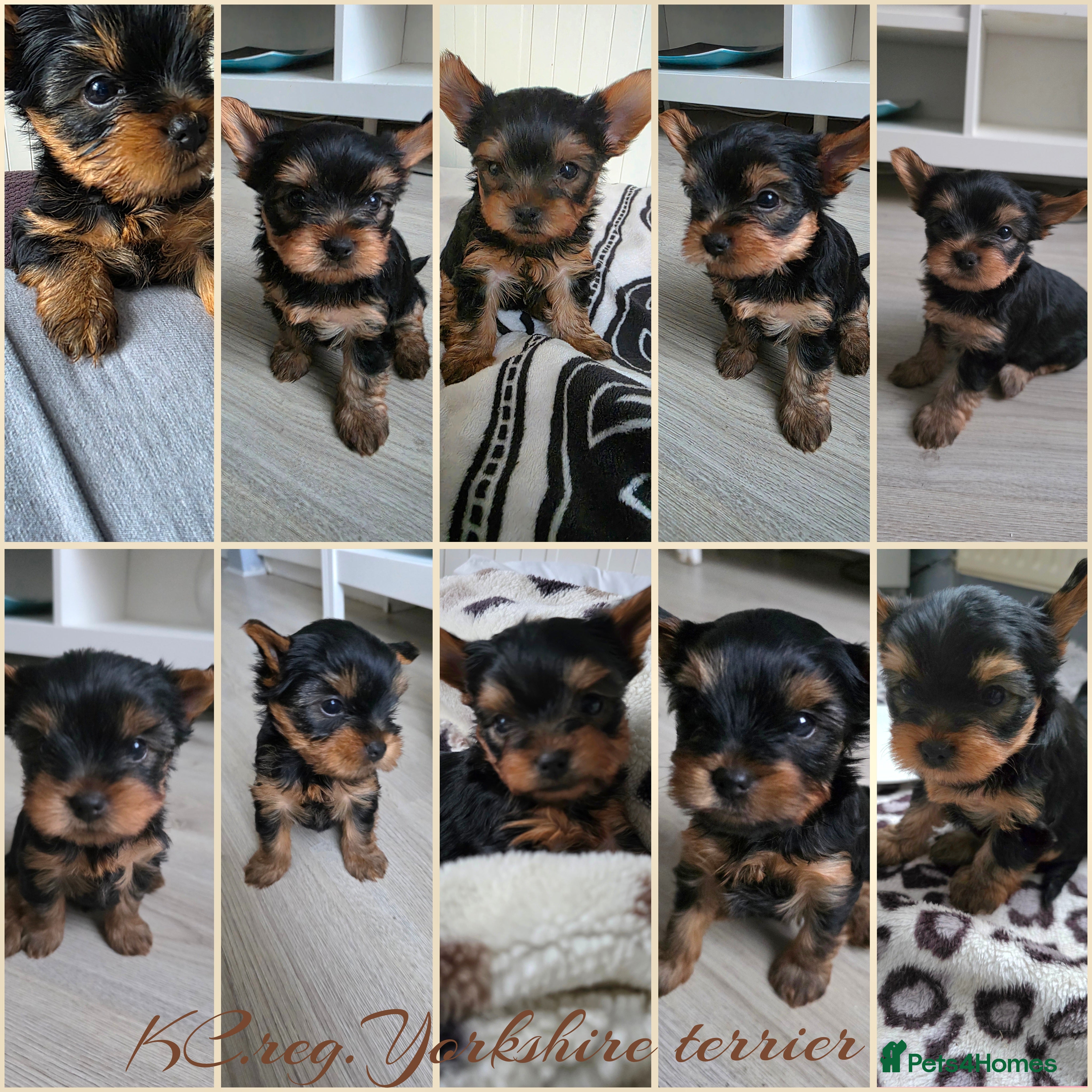 Yorkshire Terrier dogs Yorkshire Terrier,KC.Reg.5 generation Pedigree🐶🩵 - Advert 1