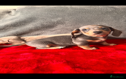 Miniature Dachshund dogs for sale: Beautiful miniature dachshund  - Image 9