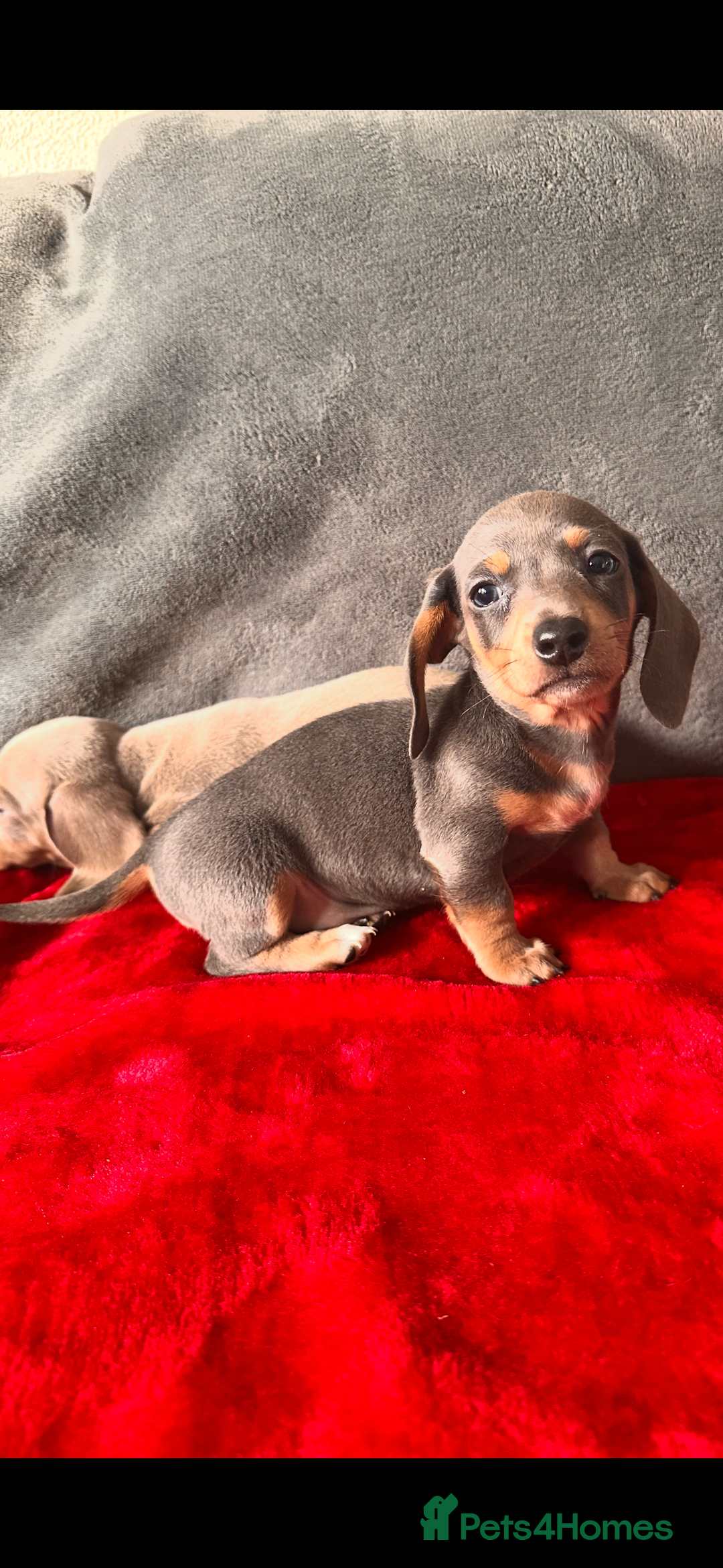 Miniature Dachshund dogs for sale: Beautiful miniature dachshund  - Image 9