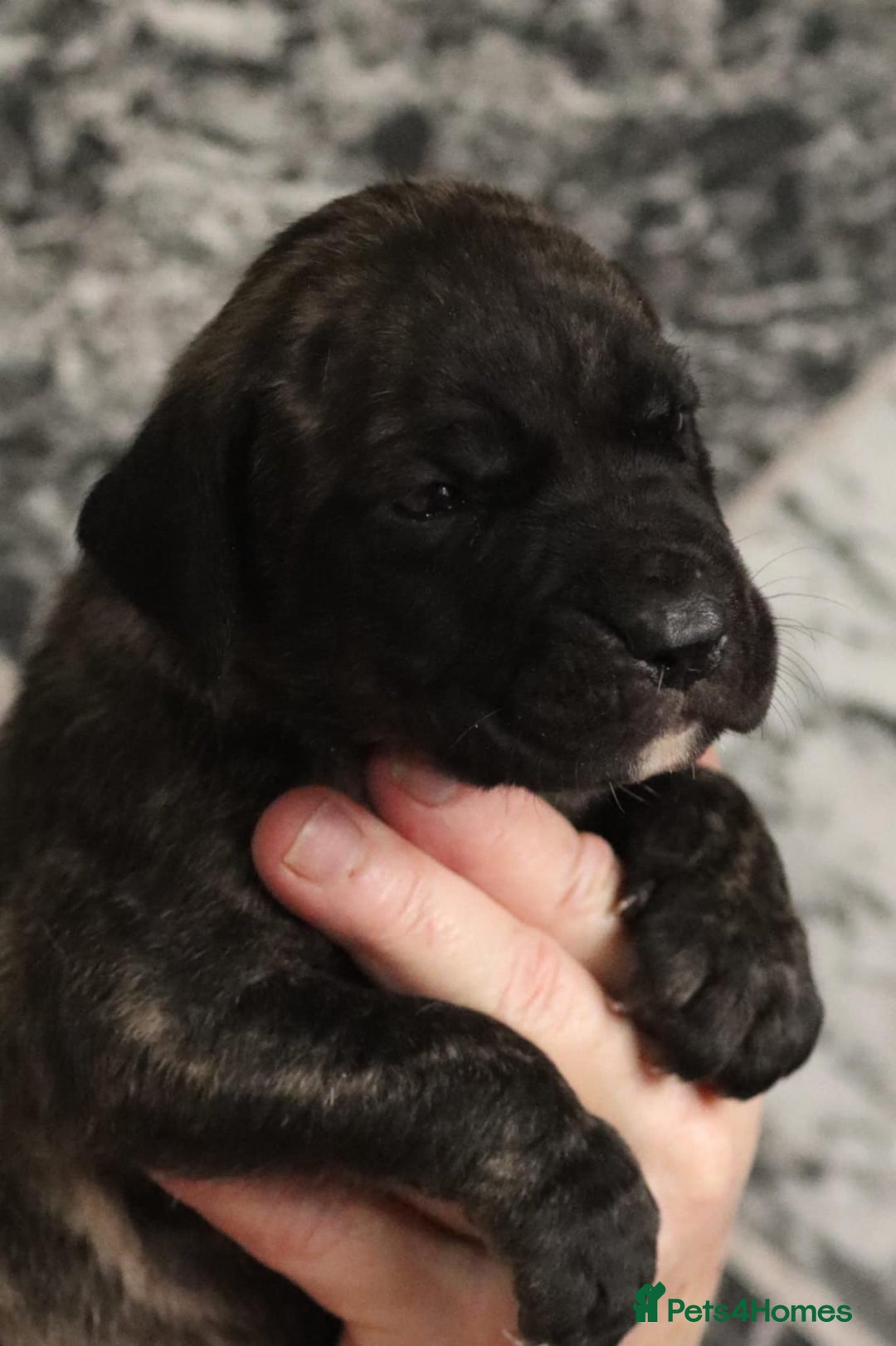 Presa Canario dogs for sale: Presa Canario pups  - Image 6
