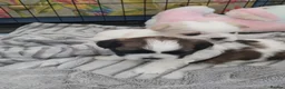 Shih Tzu dogs for sale: Beautiful chunky shih Tzu girls - Advert 2