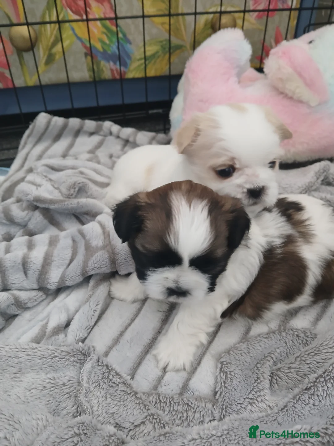 Shih Tzu dogs for sale: Beautiful chunky shih Tzu girls - Advert 2