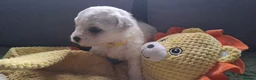 Bichon Frise dogs for sale: Dogs for sale  - Advert 9