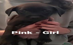 Mixed Breed dogs for sale: Lab Cross Puppies for Sale - Image 6