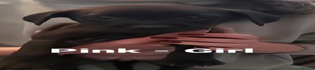 Labrador Retriever Puppy 7