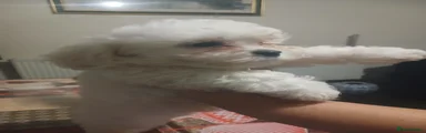 Bichon Frise 3