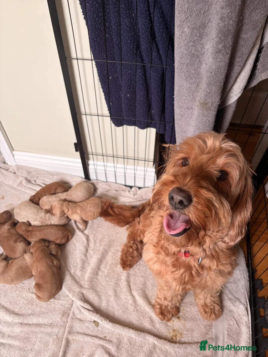 Mini Goldendoodle dogs for sale: F2 miniature goldendoodles - Advert 2