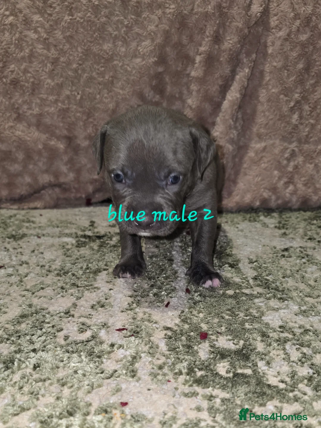 American Bulldog dogs for sale: American bulldog puppies - Advert 2