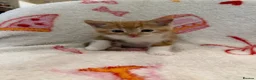Domestic Shorthair cats for sale: 2 Beautiful Kittens Looking For Forever Home - Advert 12